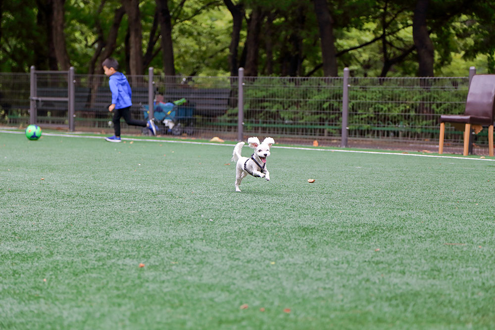 A dog running on Surface America's Doggy Turf